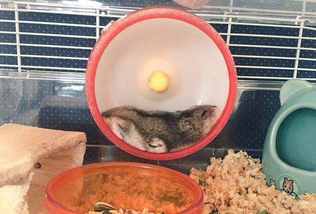 天气太热,网友家的仓鼠集体融化成了「鼠饼」萌炸了!