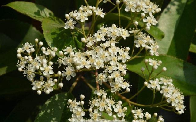 世界上最臭的树,"辣鼻子"没人愿意近身,在武汉种植的最多