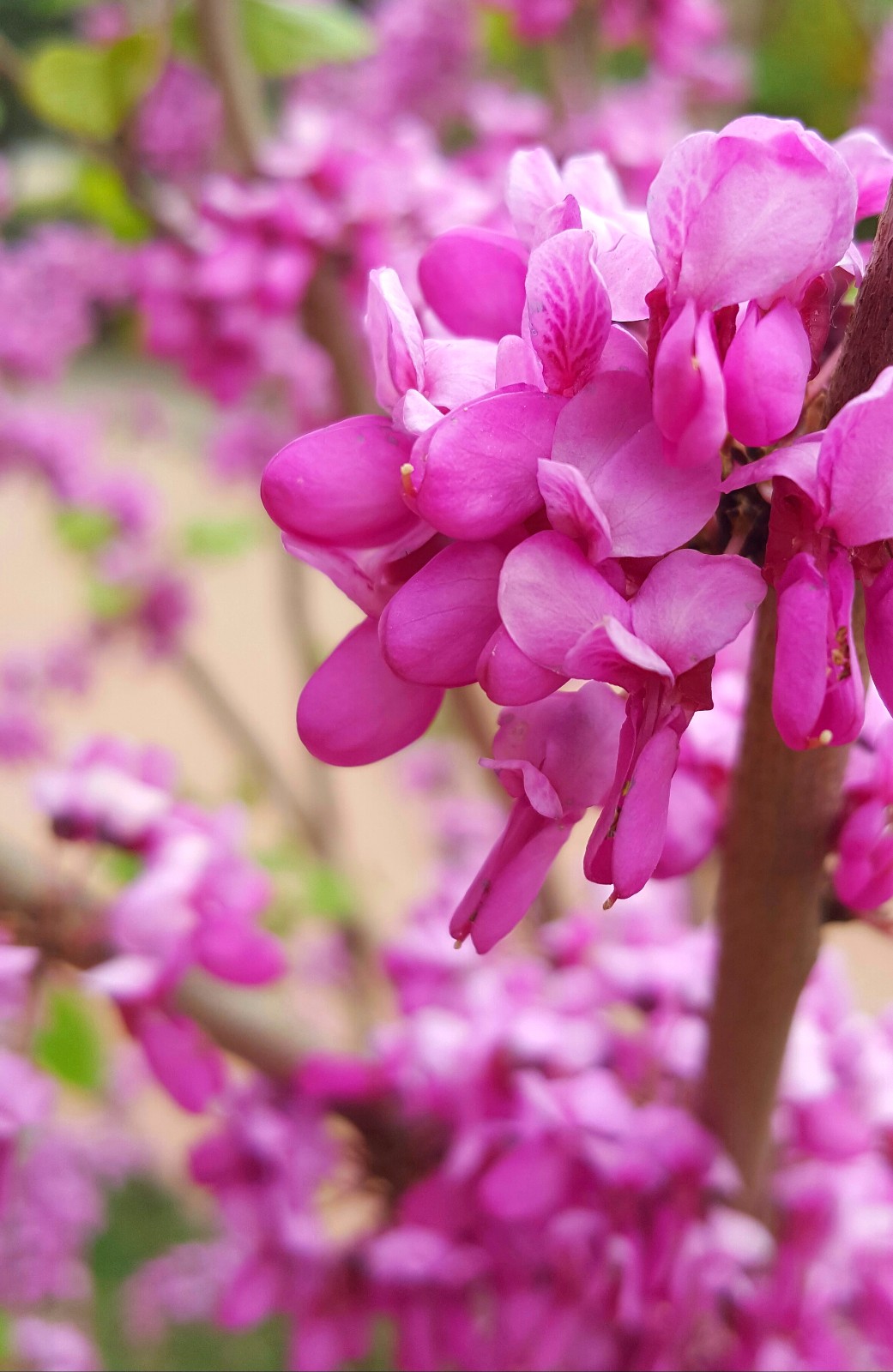 西安文景公园的紫荆花如一群翩飞的蝴蝶满树嫣红你还不约吗