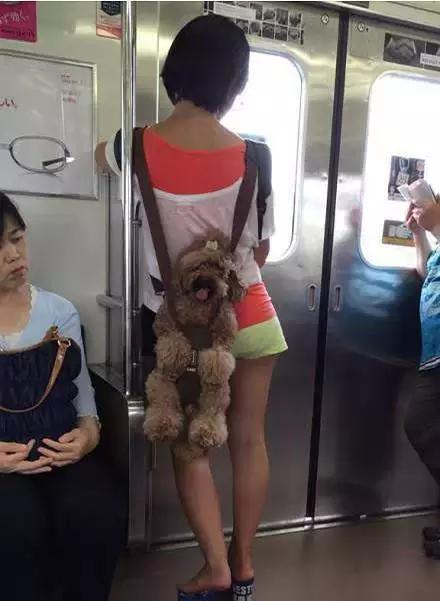 好像在表情包里见过关键时刻一定要记得用脚刹!