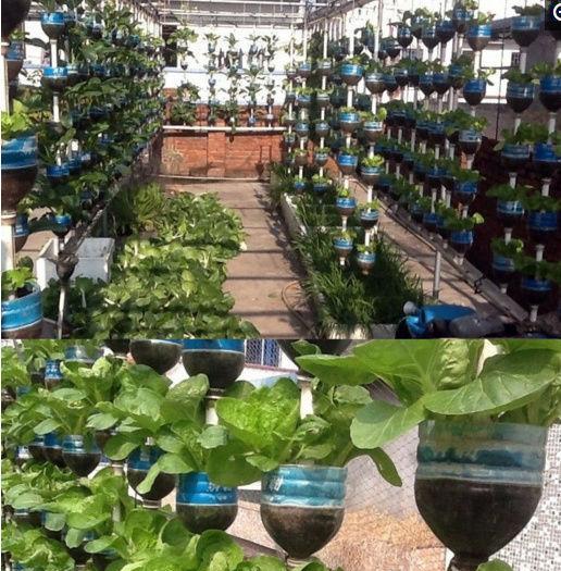 用塑料瓶diy盆栽蔬菜, 一年四季吃不完, 还送邻居