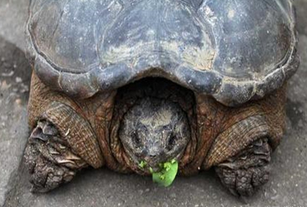 乡下这一位男子姓陈,他一次在河边打鱼的时候,抓到一只巨型的乌龟,这