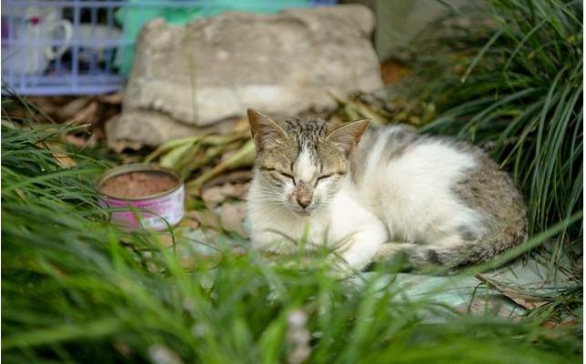 瘦骨如柴的流浪猫妈妈,守护着自己的宝宝,最后一张萌翻了