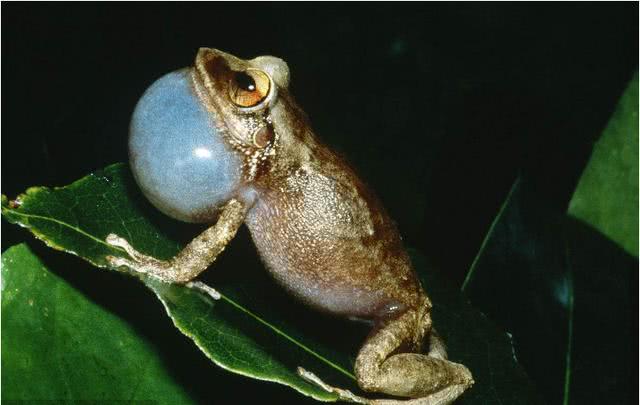 成功入侵美国的十大外来物种,你们看看哪几个是能吃的