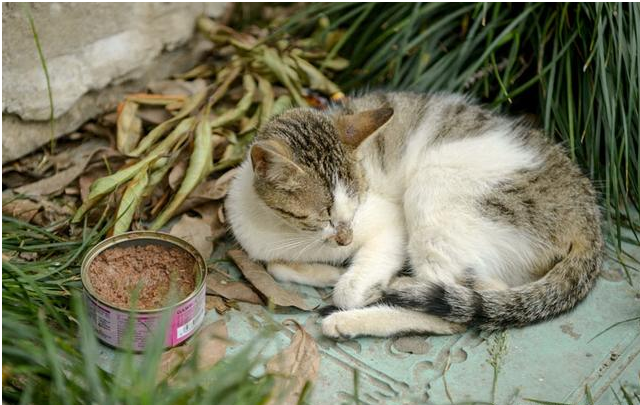 瘦骨如柴的流浪猫妈妈,守护着自己的宝宝,最后一张萌翻了