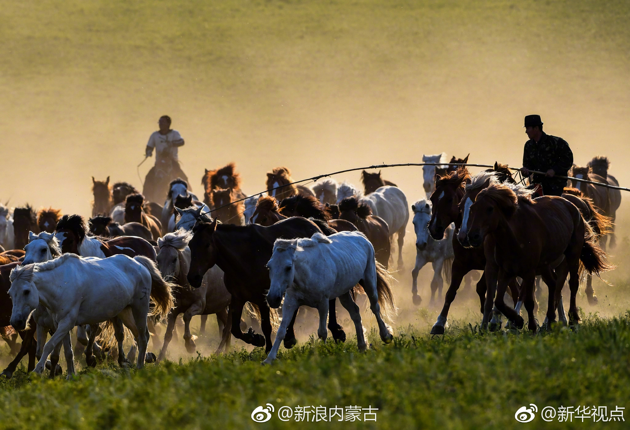 内蒙古赤峰牧民草原驯马 群马奔腾景象壮观
