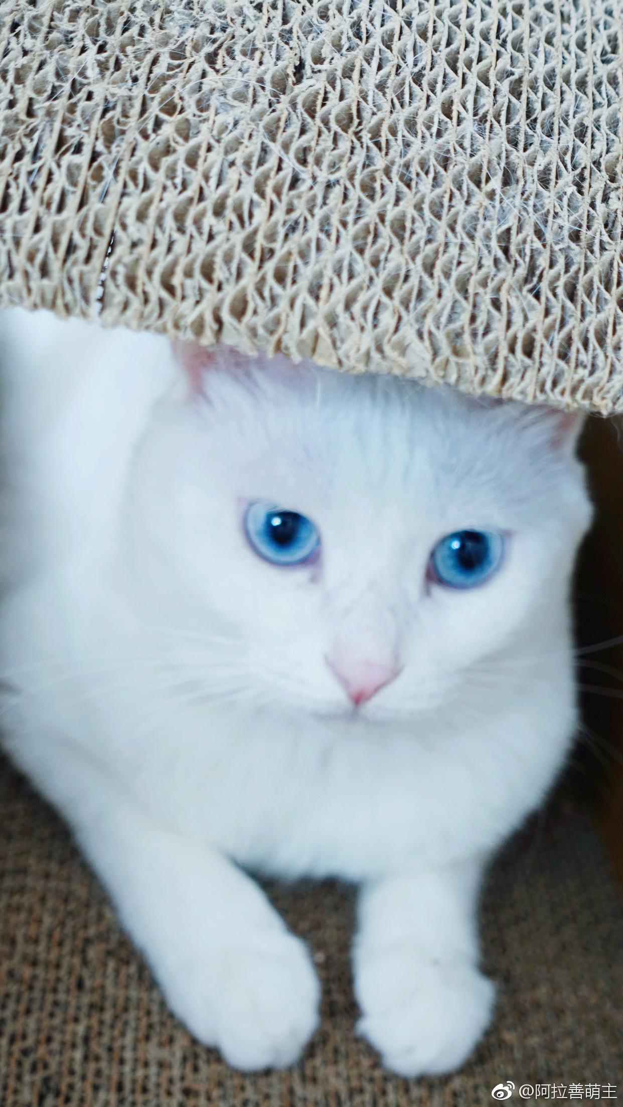 奶糖猫最近爱上了这辆车啊不过美女不应该在宝马车里笑吗