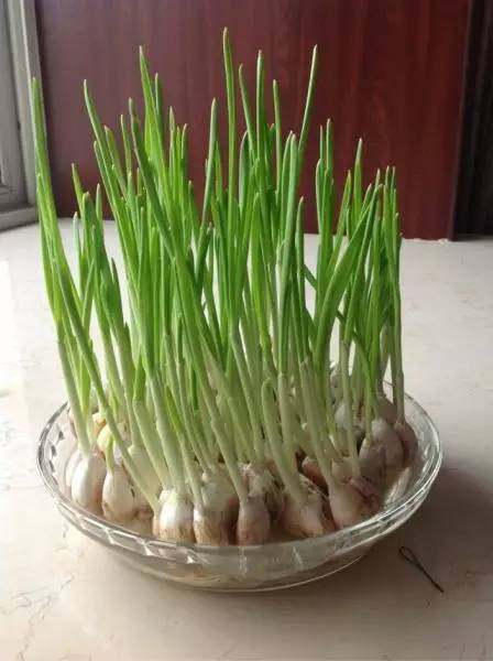 怎样让你阳台的大蒜保持生机,蒜苗一茬接着一茬?