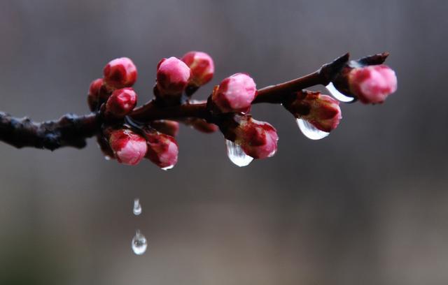 好雨知时节,当春乃发生——春雨贵如油,再读春雨诗