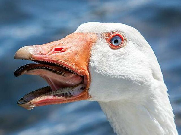 大鹅咬人有多疼