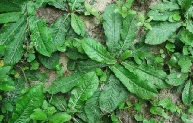 狗屎菜味道难闻但滋阴补肾 村民总是去地里采回家煮水喝|地胆草|味道