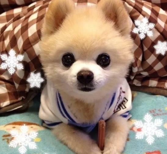 可以说俊介是真正意义上的第一只网红狗,许多人起初都以为"俊介"是