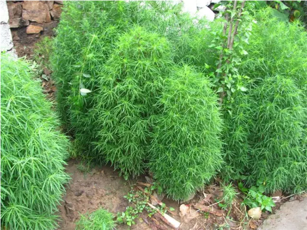 农村这种坟头草,隔年就能蔓延半块地,如今变成高端菜走进饭店