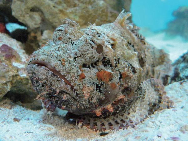 1,澳大利亚箱形水母:澳大利亚箱形水母,俗名别名海黄蜂