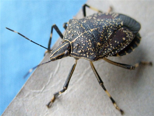 有臭虫怎么办?怎么样才能消灭干净?