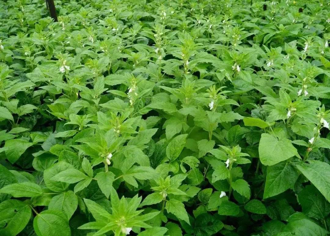 把芝麻的叶子摘来做面条闻起来透香还是农村人会吃