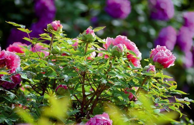 牡丹摄影百媚千红傲春风