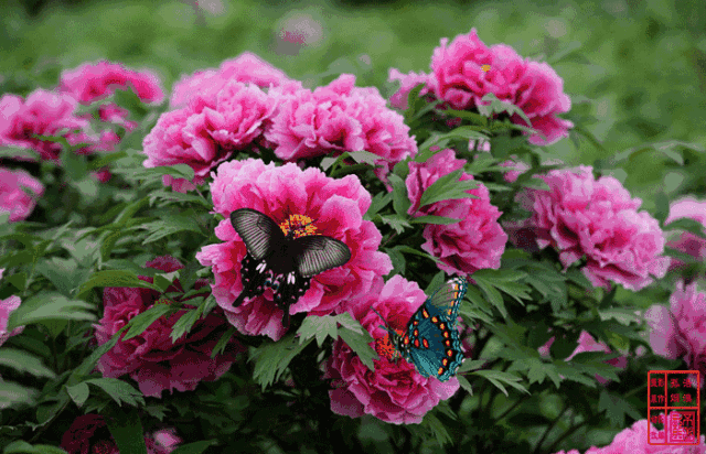 最美四月天不负春光 炫酷自驾行程攻略推荐|杜鹃|自驾|蓝花楹_新浪