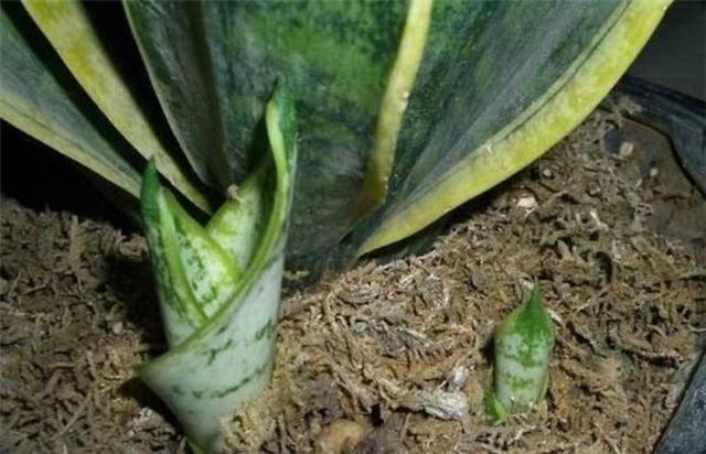 虎皮兰吃了大力丸根上长犄角把花盆撑的四分五裂