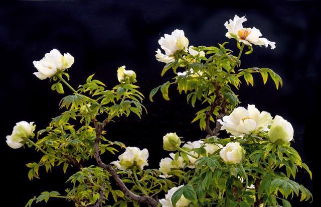 牡丹摄影百媚千红傲春风