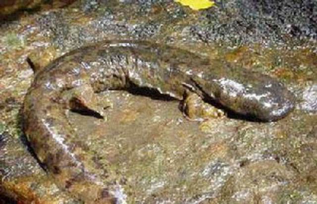 我们常常认为蛇是龙的原型,龙的形象是蛇演变而来的.