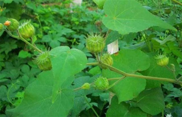 农村生活的小伙伴注意,这种名贵药材生长在河两岸,可不是杂草