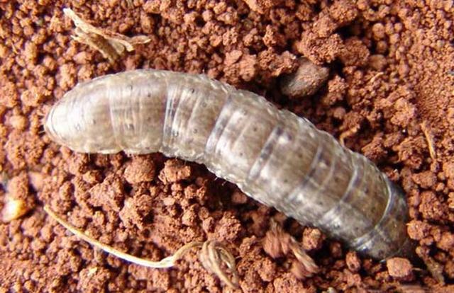 严格来说,地蚕只是它的幼虫时期,地蚕的成虫说出名字大家肯定不陌生