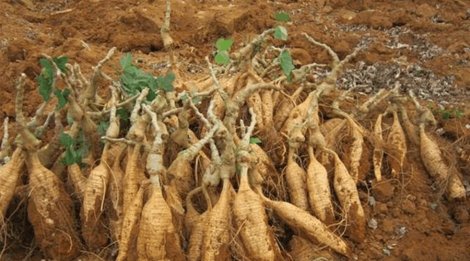 葛藤|葛根|撂荒_新浪网