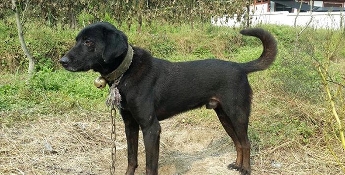 中国十大猎犬, 你知道几个?|太仓|猎犬|细犬|犬种|青川_新浪新闻