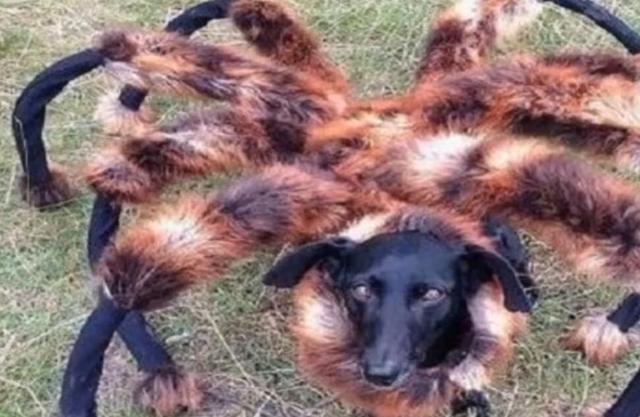 路人见到变异蜘蛛吓得一路狂奔知道真相后众人都很无语