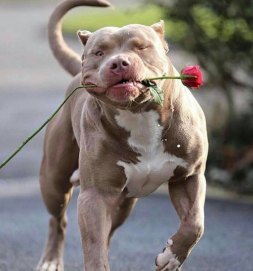 看到这8张图的时候,能否感觉寒气逼人|肌肉|抑制素|健身房_新浪新闻