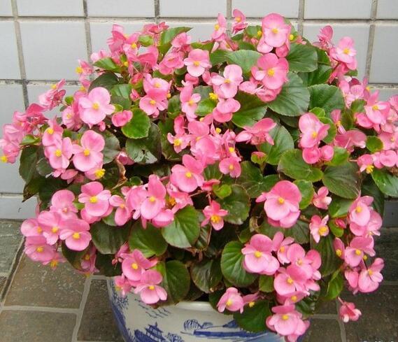 四季海棠观赏价值高日常好护理不用花钱也归你的花卉