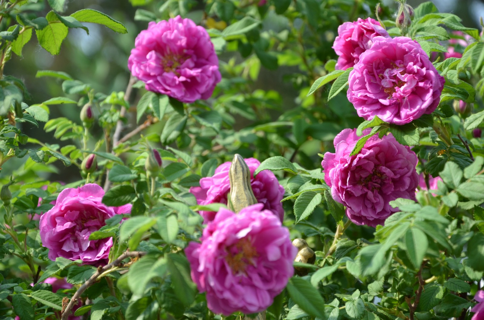 刺玫虽然有刺,但是开花真的赏心悦目,拍于通辽市