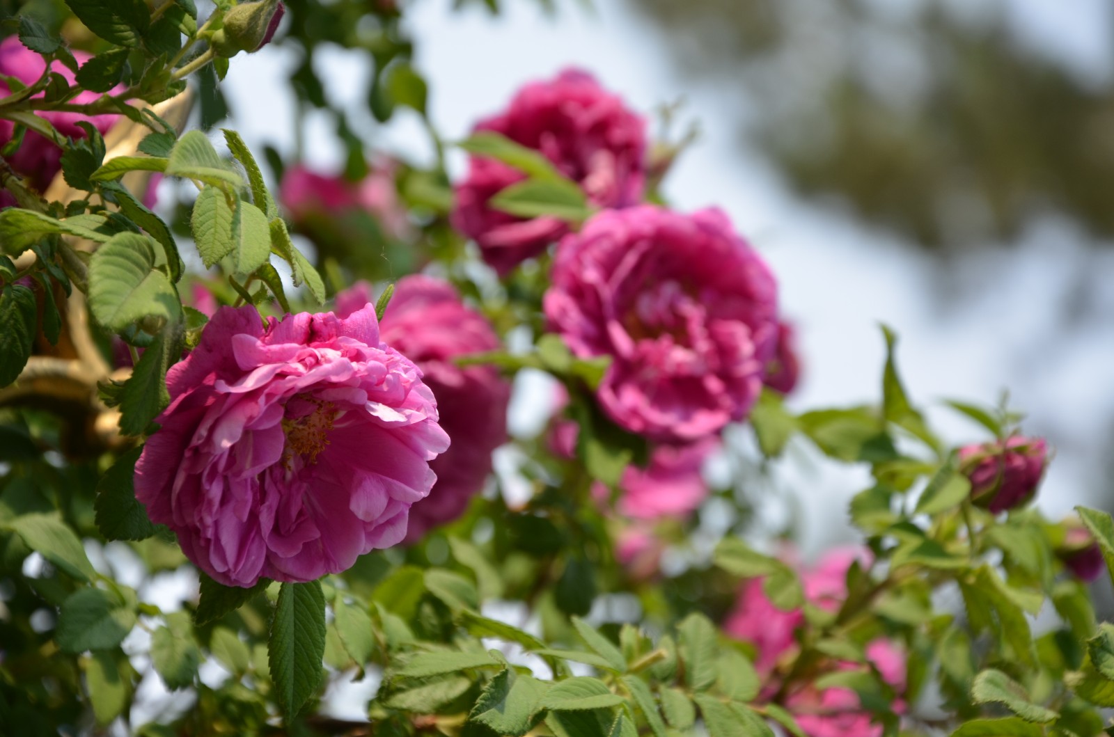 刺玫虽然有刺但是开花真的赏心悦目拍于通辽市
