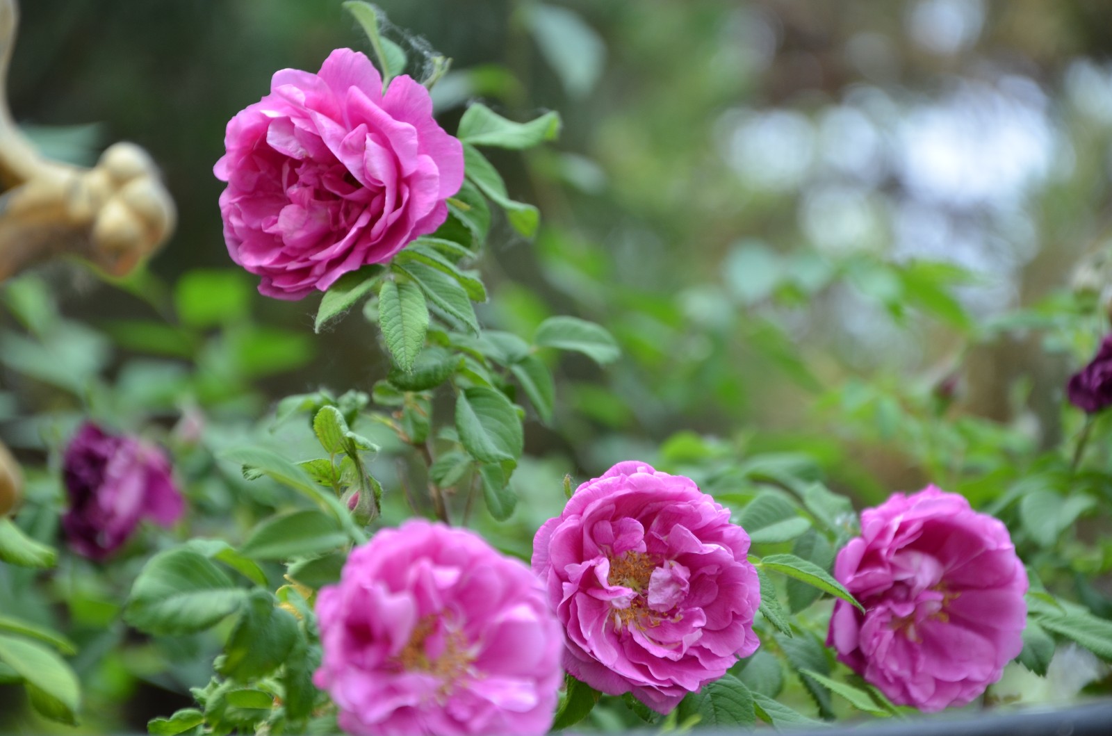 刺玫虽然有刺但是开花真的赏心悦目拍于通辽市