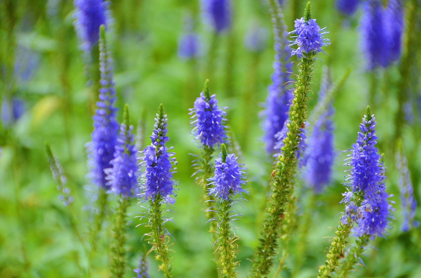 看着她在春天发芽夏天开花日益美丽紫色的穗花紫色的浪漫