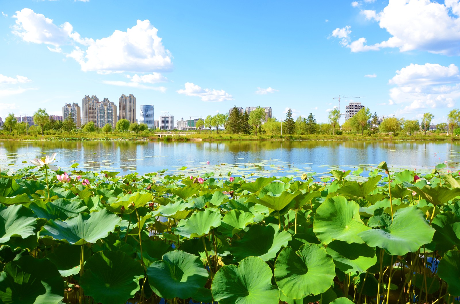 向前走,不要忘记为什么而出发|辽河公园|通辽市|新世纪大桥_新浪新闻