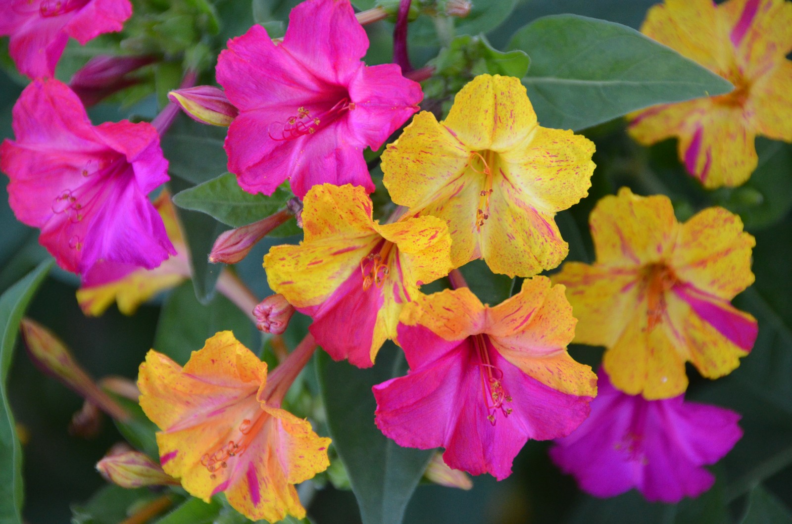 在阳光明媚的日子与花草树木谈谈心比如拍点紫茉莉