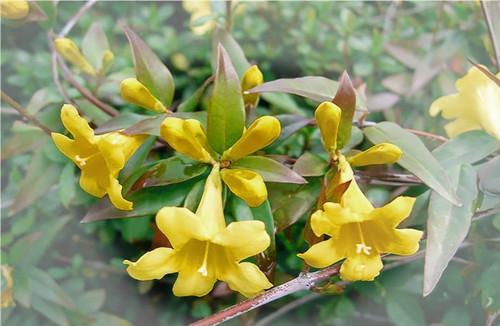 一,牵机毒:也称牵机药,就是中药马钱子.