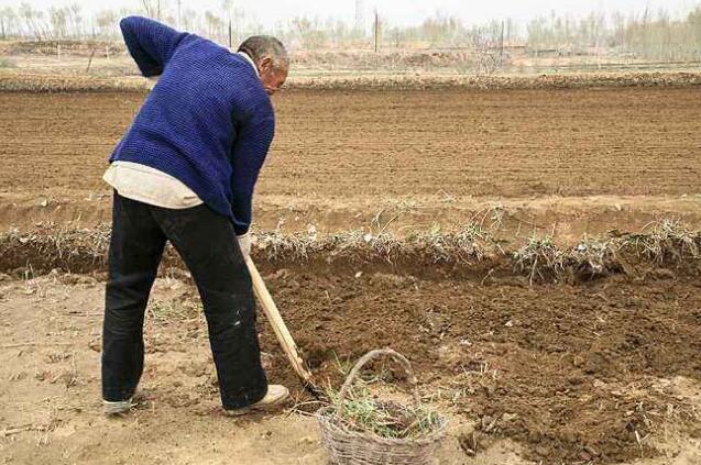 一农村老大爷种菜翻地,翻出两枚罕见分币,距今60年,价值3000元