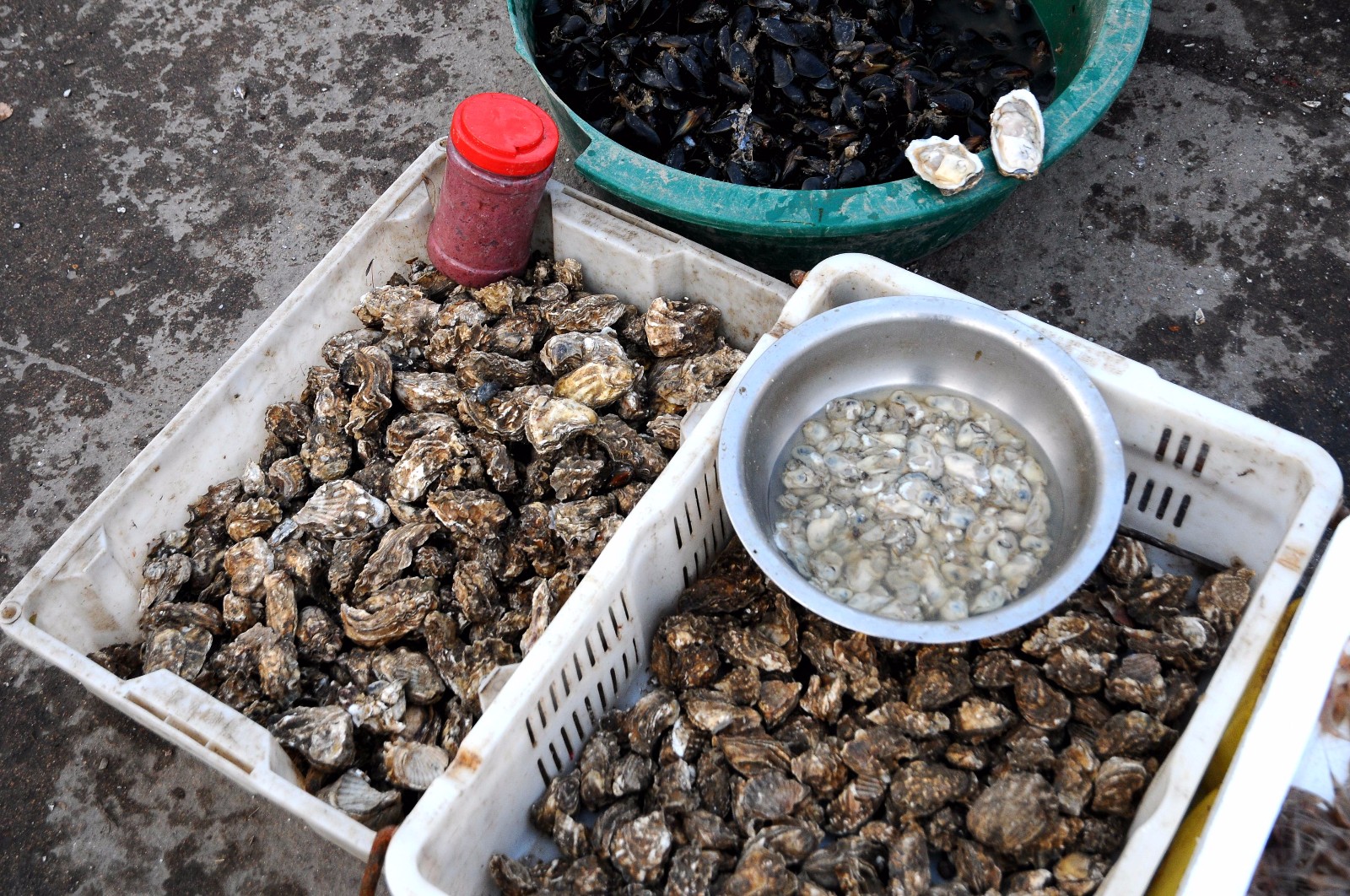 青岛早市新鲜海货不多养殖鸦片鱼18一斤纯海捕野味还需等半月