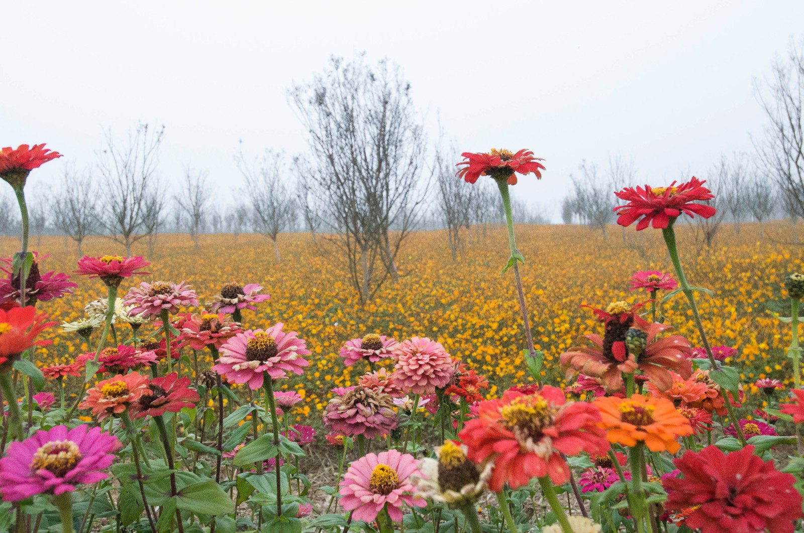 安徽合肥又有一处成片的花海 景色美极了