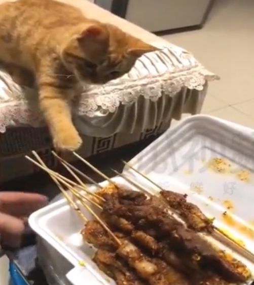 铲屎官带回了烧烤,橘猫:没有烤鱼,烤鱼,我要烤鱼!