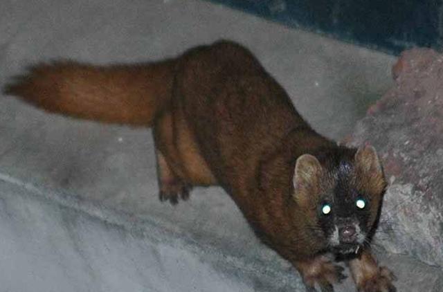 猎户山中放夹子第二天收到一张血淋淋的黄鼠狼皮