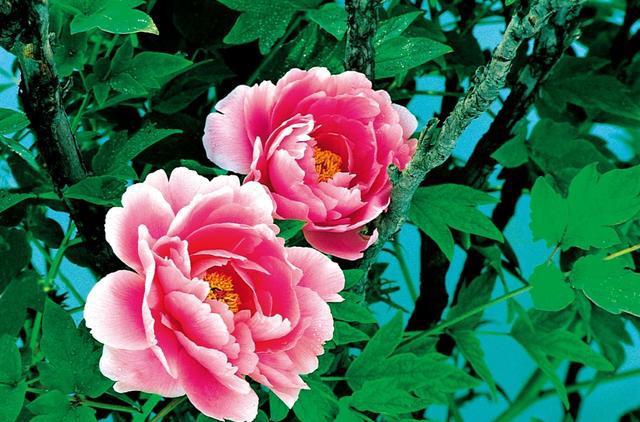 牡丹摄影百媚千红傲春风