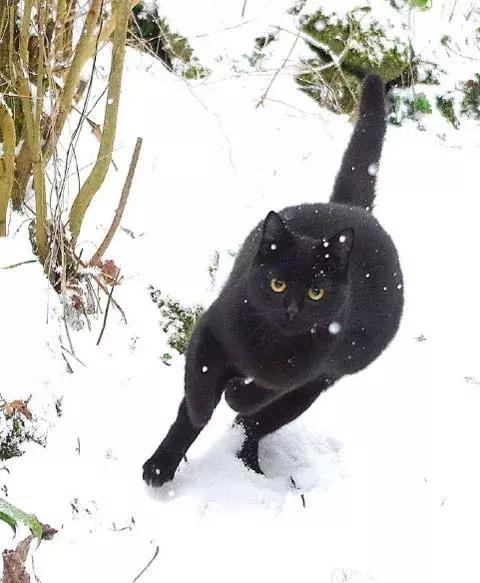 这只黑猫第一次看到下雪,前一秒还非常帅气的跑出来,下一秒.