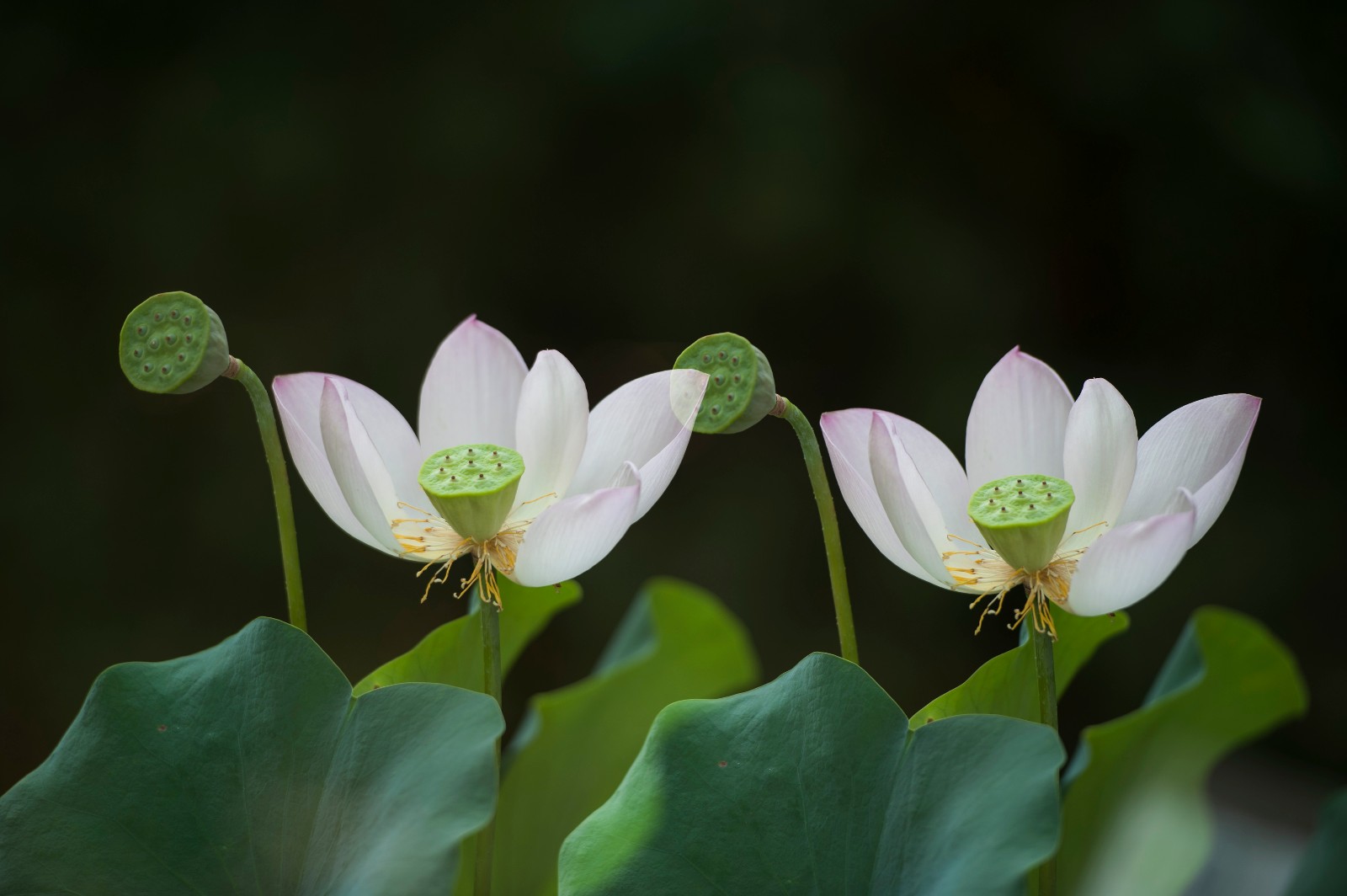 三伏天 合肥包公园青莲飘香 荷花盛开