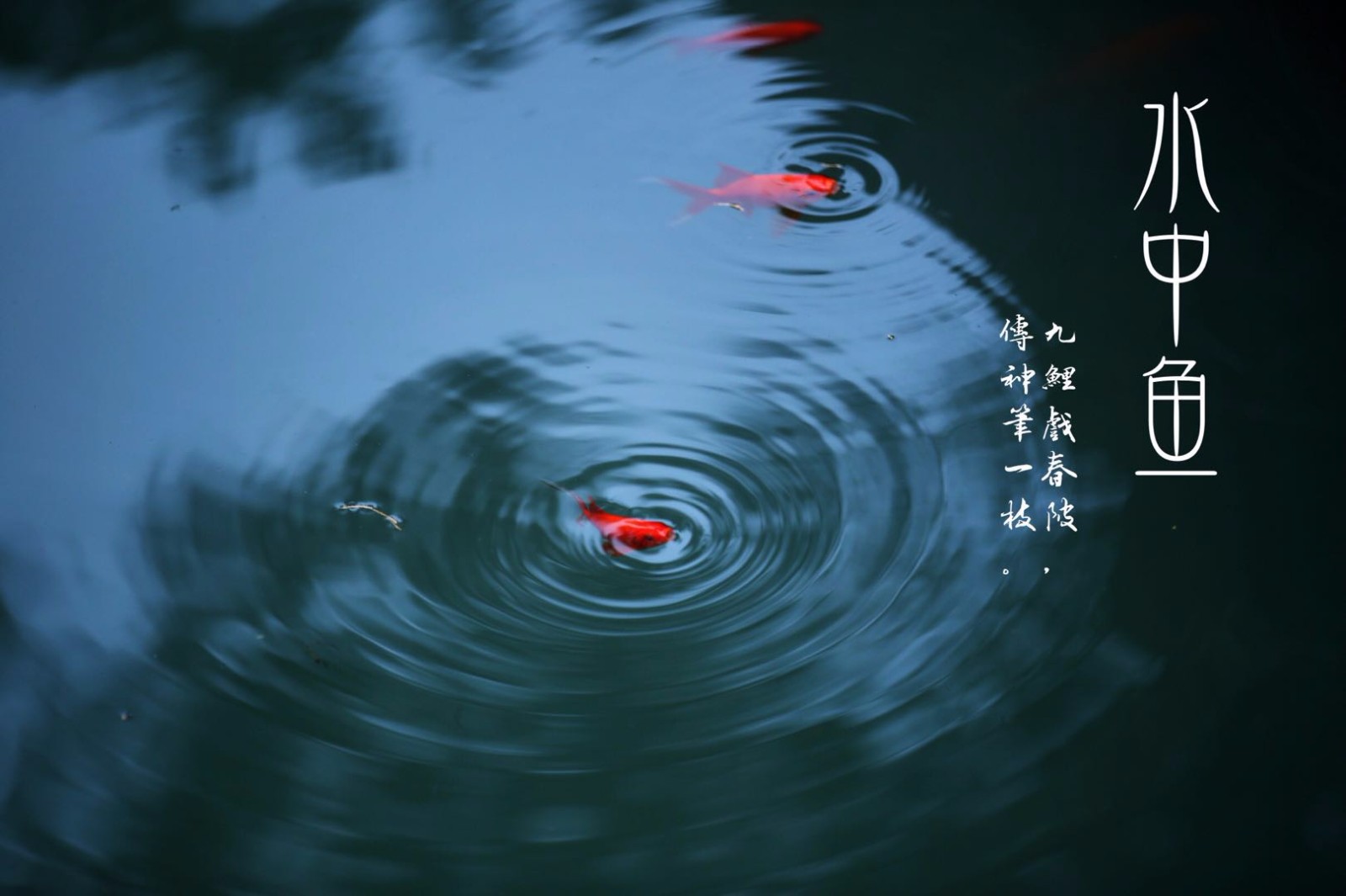 水中鱼最美中国风