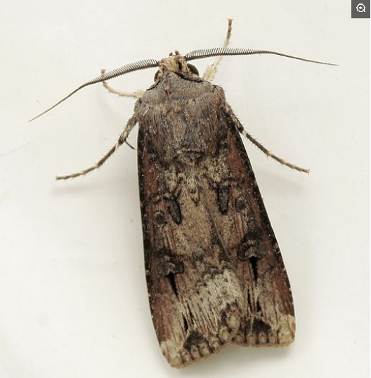 你知道地老虎是什么动物吗