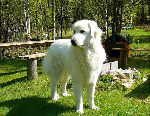 喜欢像毛球一样的长毛狗狗?这10类犬种应该是你的菜